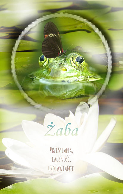 żaba