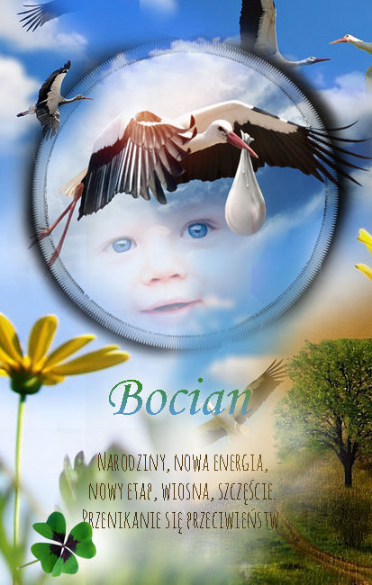 Bocian