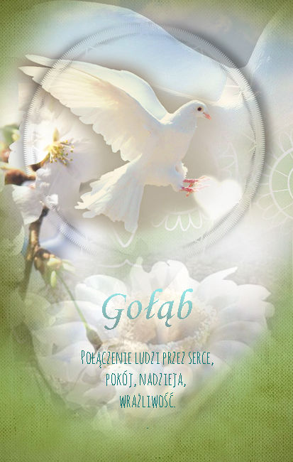 Gołąb