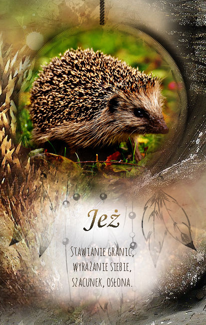 Jeż