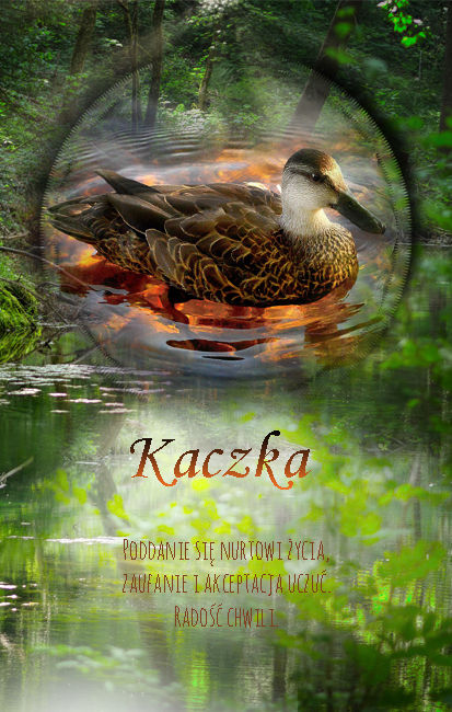 kaczka