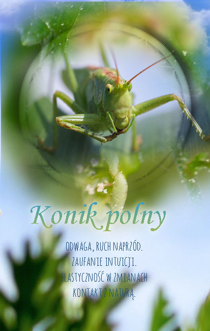 Konik polny