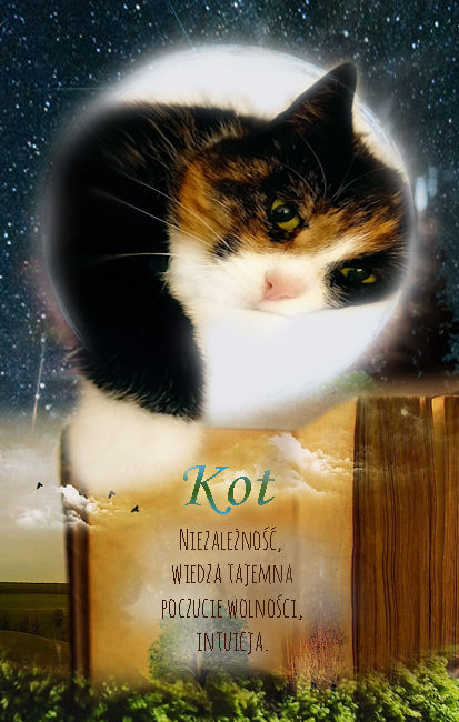 Kot