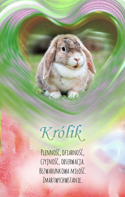 Królik