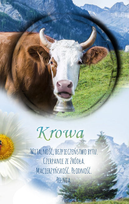 Krowa