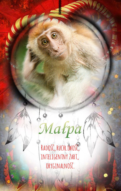 Małpa