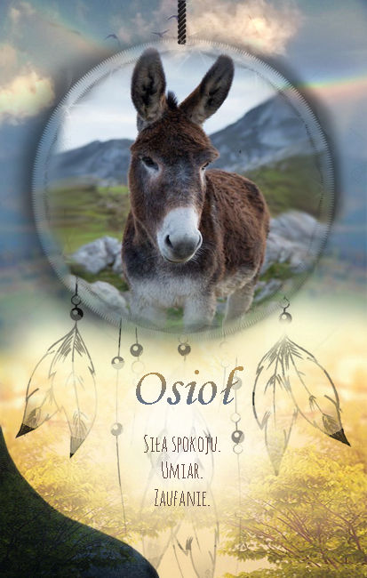 Osioł