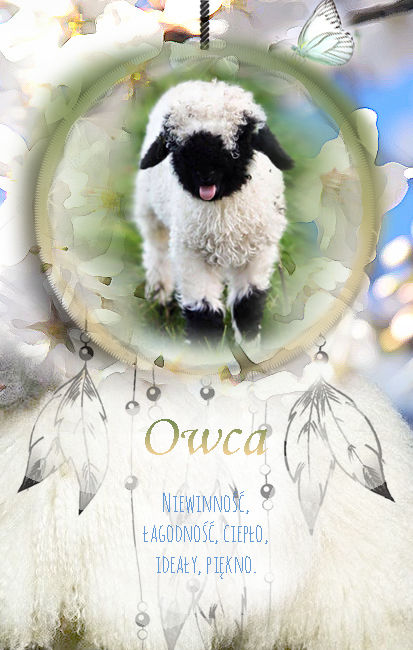 Owca