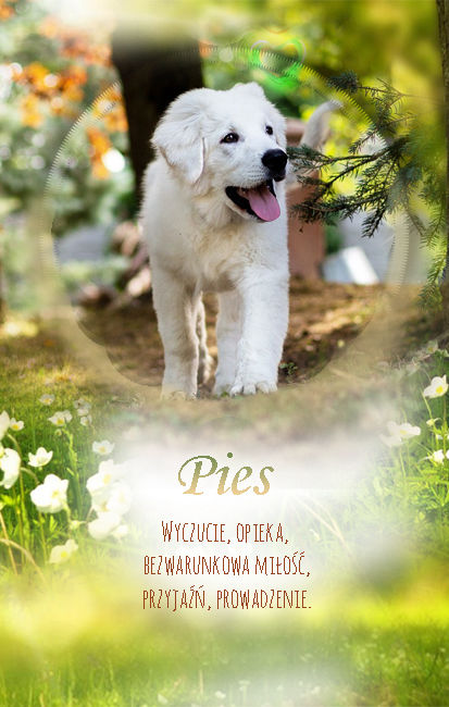 Pies