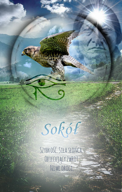 Sokół