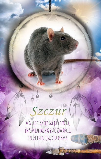 szczur