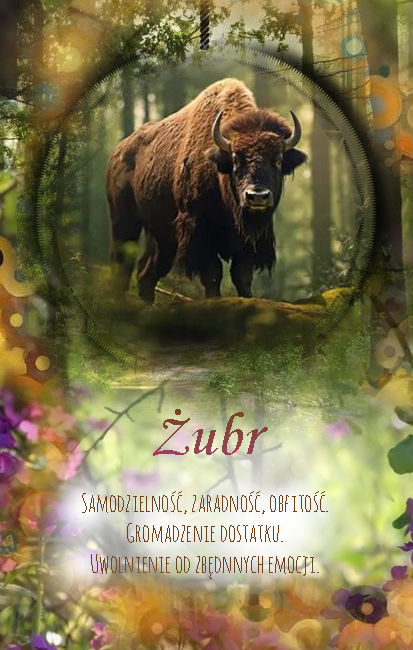 żubr