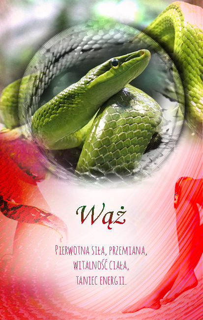 wąż