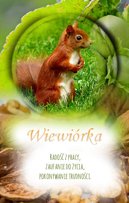 wiewiórka