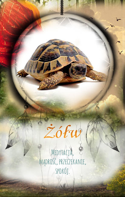 żółw